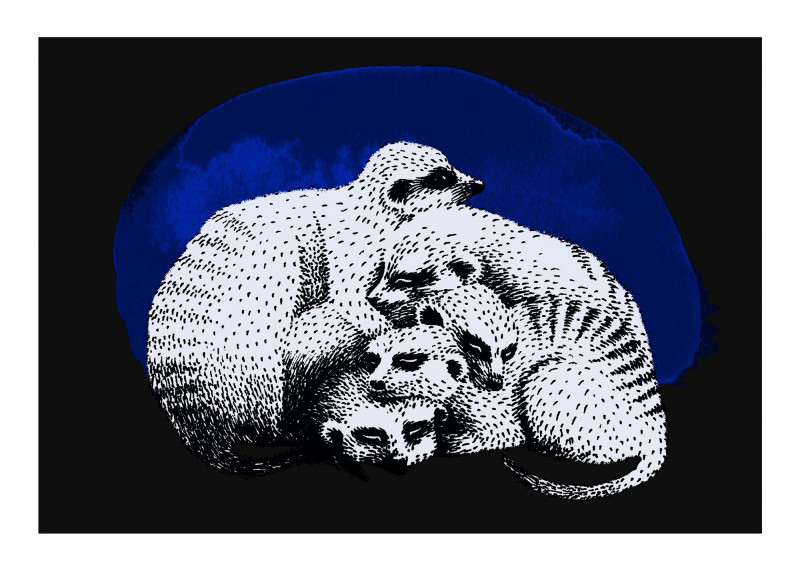 Sommeil Suricates Sommeil Suricates