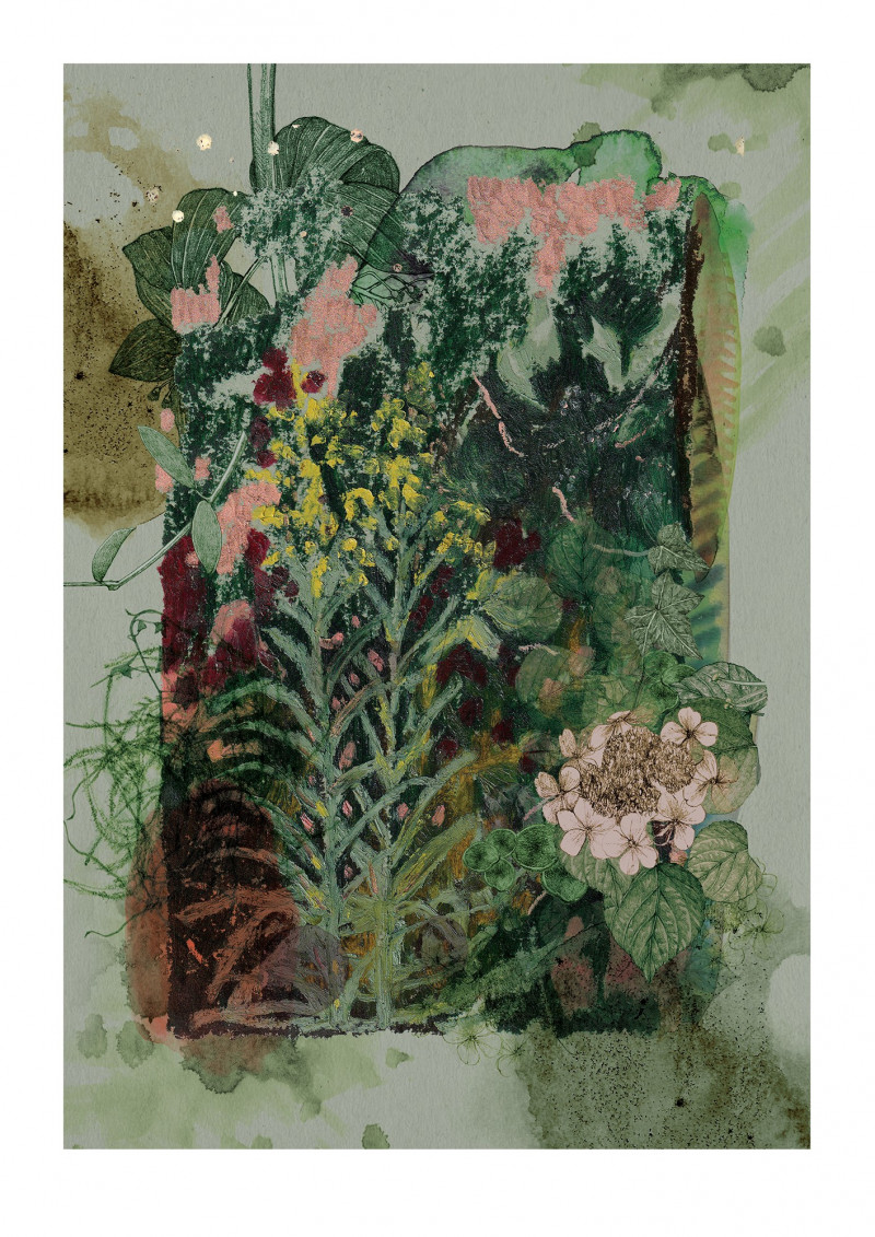 Garden Journal - Golden Wreath Plant & Hydrangea