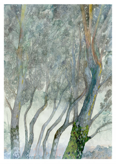 Foggy Forest