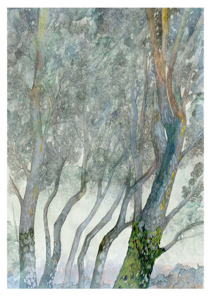 Foggy Forest Foggy Forest