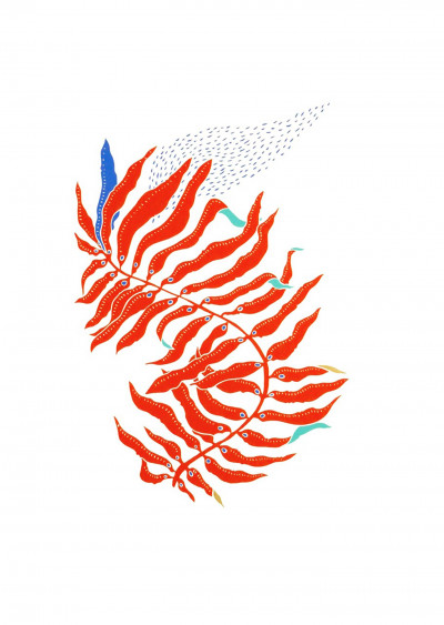 Algue rouge 1
