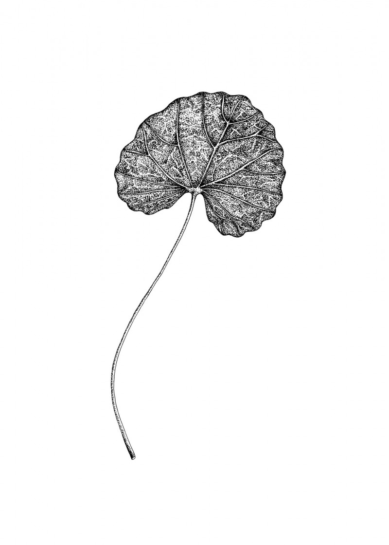 Herbier - Centella