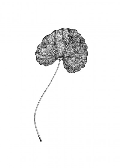 Herbier - Centella