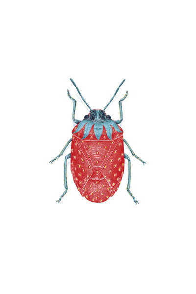 Eurydema Fraisa