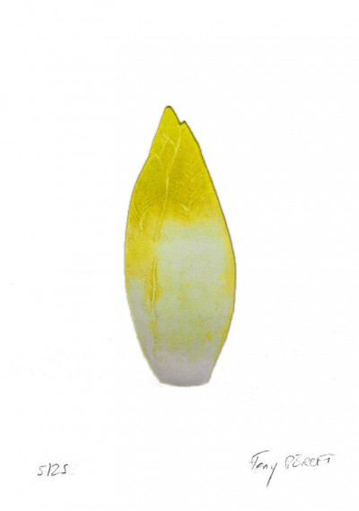 Endive