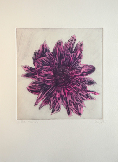 Dahlia moucheté 5/50
