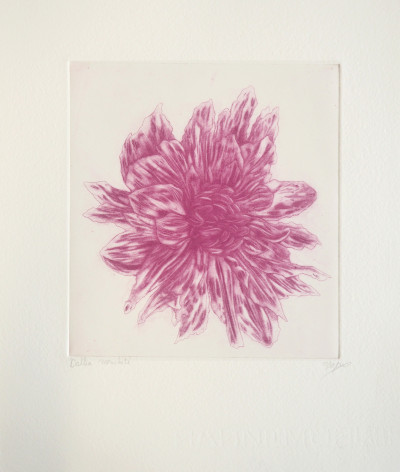 Dahlia moucheté