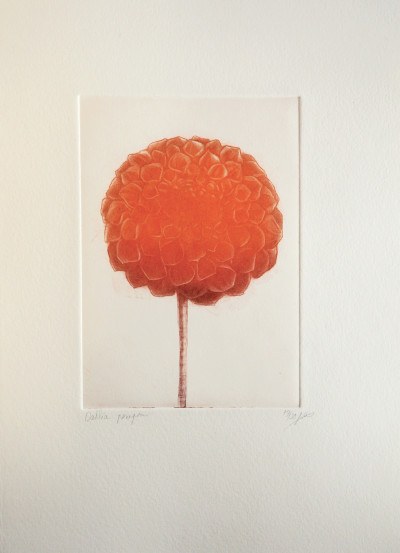 Dahlia pompom (orange)