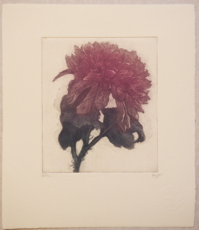 Dahlia 20,21,22/50