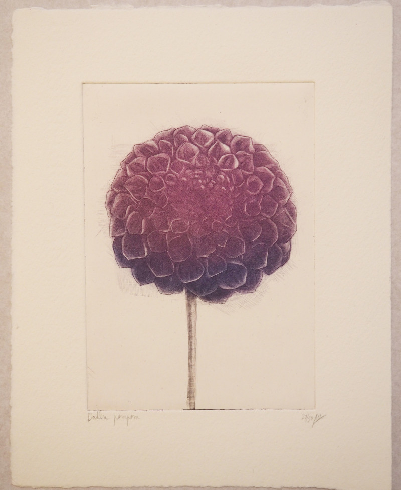 Dahlia pompom (violet)
