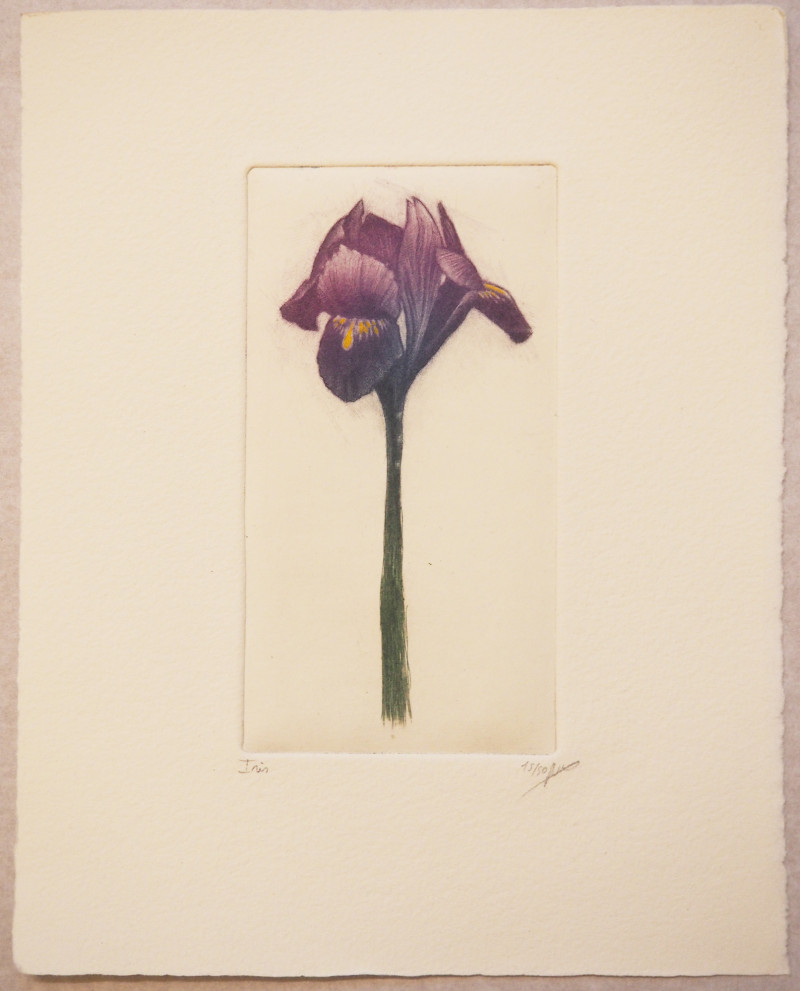 Iris 14,15/50