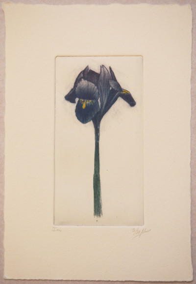 Iris 13/50