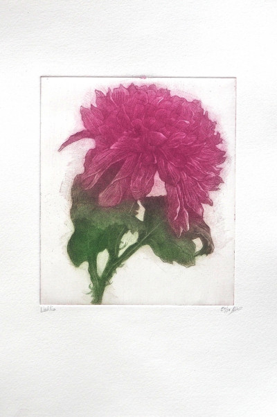 Dahlia 24/50