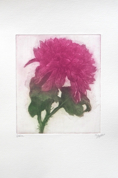 Dahlia 23/50