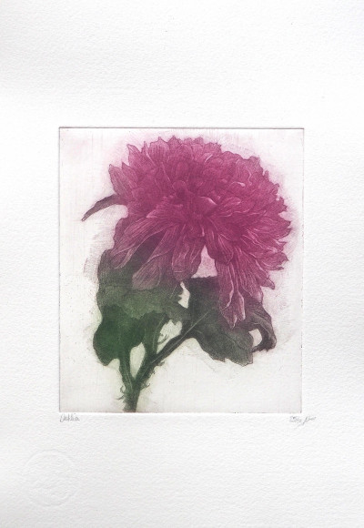 Dahlia 25/50