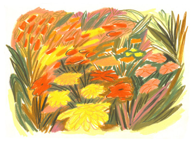 Dahlias