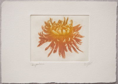 Chrysanthème 9/50