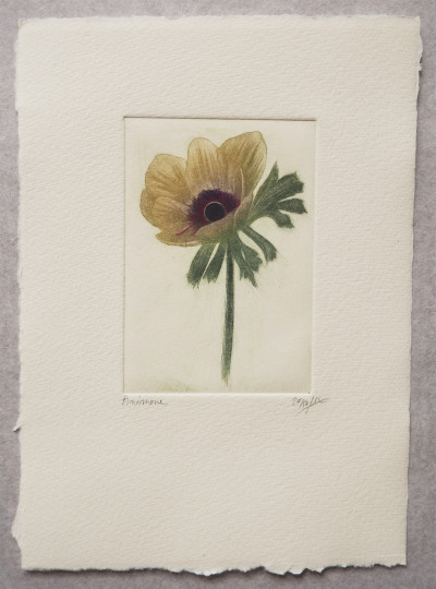 Anémone 27/50