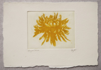 Chrysanthème 6/50