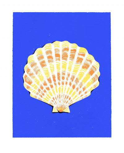 La coquille Saint-Jacques