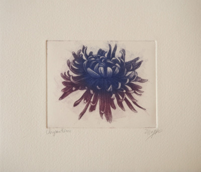 Chrysanthème 23/50