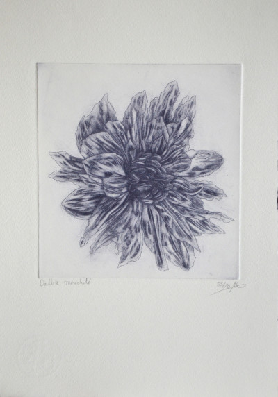 Dahlia moucheté III