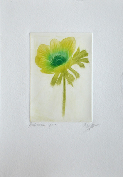 Anémone jaune