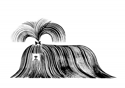 Le Shih Tzu (petit)