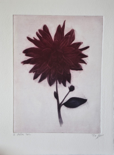 Dahlia noir 16/50