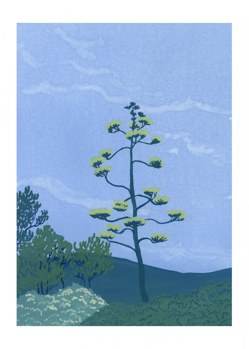 Crépuscule d'une agave