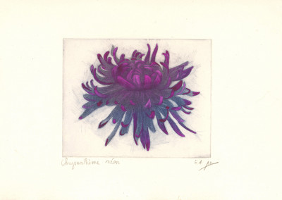 Chrysanthème néon (violet)