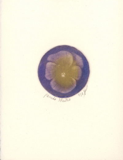 Pensée (bleutée)