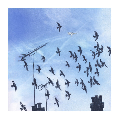 Pigeons