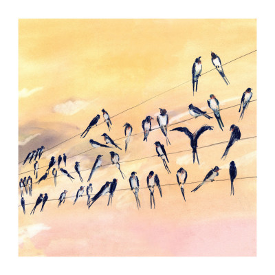 Swallows