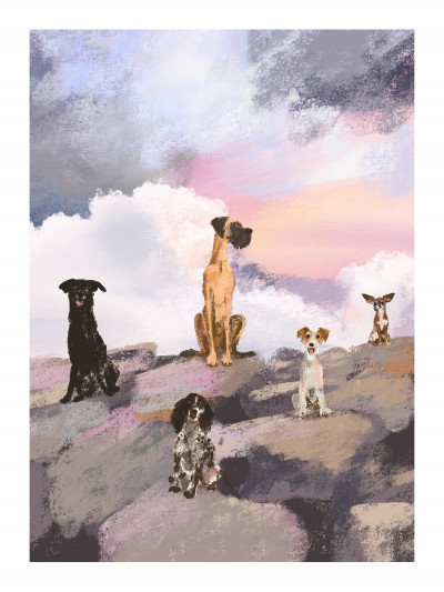 Dogs on rocks