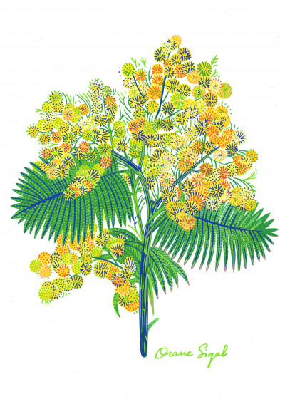 Mimosa (exclusive artwork)