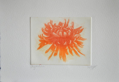 Chrysanthème (rose et jaune)