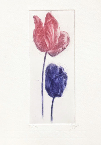 Tulipes