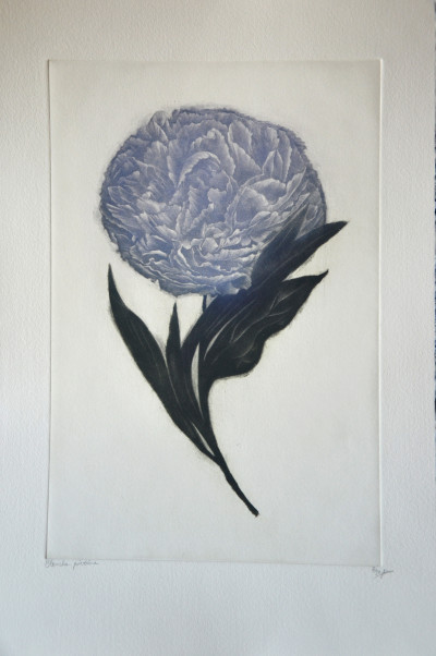 Blanche pivoine