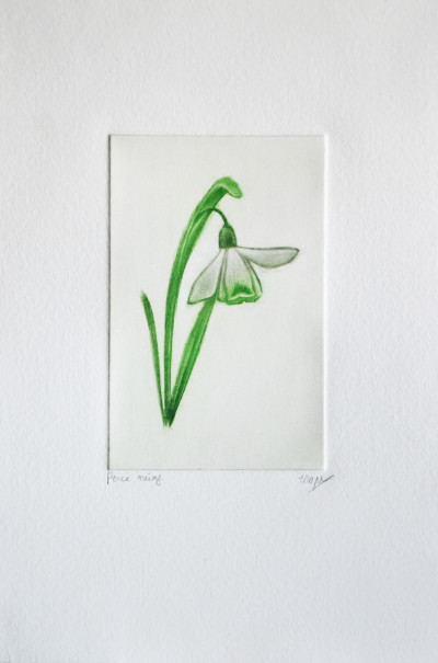Perce neige (papier Hahnemühle)