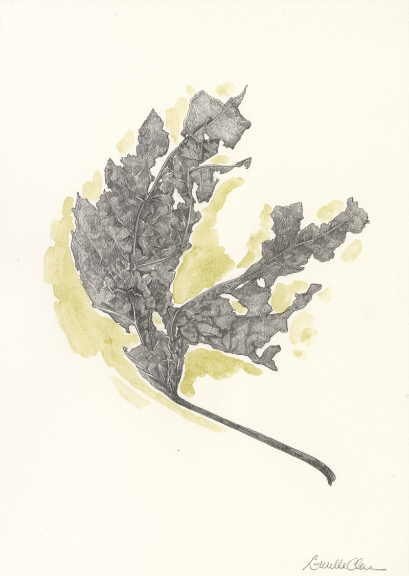 Lucille Clerc
